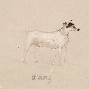 Dog, 1800s. Creator: Unknown