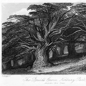 The Druids Grove, Norbury Park, Surrey, 19th century. Artist: Thomas Allom
