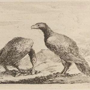 Two Eagles, One Eating a Small Lamb. Creator: Stefano della Bella