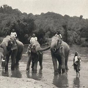 Elefanten im Bade (Mahaaliganga), 1926
