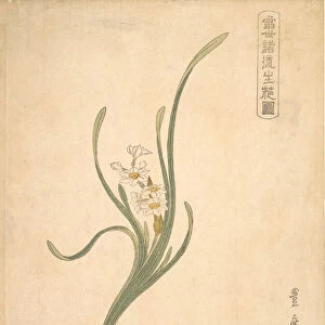 Flower Arrangement of Suisen (Narcissus) in a Flat Green Dish. Creator: Utagawa Toyohiro