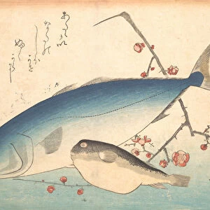 Fugu and Inada Fish, from the series Uozukushi (Every Variety of Fish), 1840s. 1840s. Creator: Ando Hiroshige