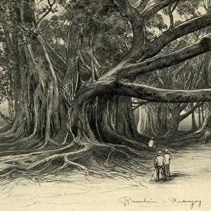 Giant trees in Buitenzorg, Java, 1898. Creator: Christian Wilhelm Allers