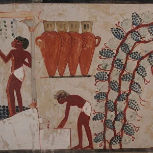 Harvesting grapes and Winemaking. The Tomb of Nakht, ca 1380 BC