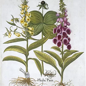 Herb Paris (Solanum quadrifolium), Common Foxglove (Digitalis Purpurea) Large Yellow