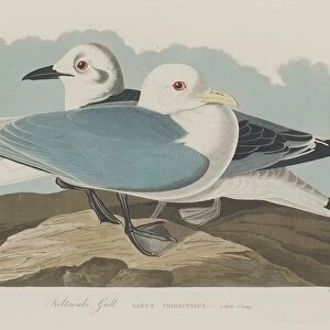 Kittiwake Gull, 1834. Creator: Robert Havell