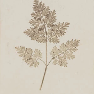 Leaf of a Plant, before February 14, 1844. Creator: William Henry Fox Talbot