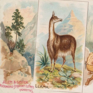 Llama, from Quadrupeds series (N41) for Allen & Ginter Cigarettes, 1890