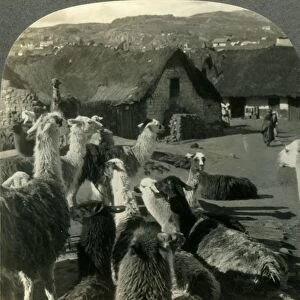 Llamas, S. American Cousins of the Camel, Resting between Journeys, Cerro de Pasco, Peru, c1930s