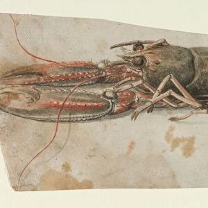 Lobster, 1600s. Creator: Anonymous