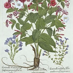 The Marvel of Peru and Two Varieties of Gentian, from Hortus Eystettensis