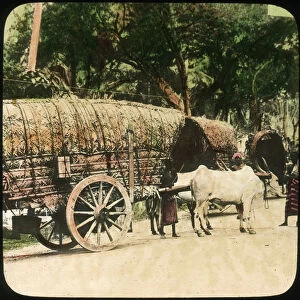 Native bullock cart, Ceylon, late 19th or early 20th century