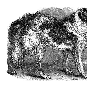 Newfoundland dog, 1848