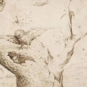 The Owls Nest, ca. 1505-1510