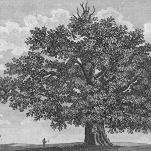 The Penshurst Oak, 1794