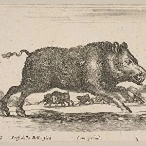 Plate 19: wild boar, from Various animals (Diversi animali), ca. 1641