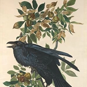 Raven, 1831. Creator: Robert Havell