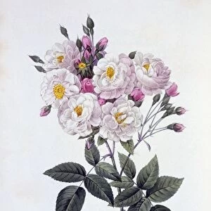 Rosa Noisettiana, 1824-1826