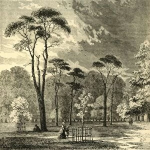 The Scotch Firs, Kensington Gardens, c1876. Creator: Unknown