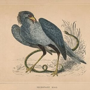 Secretary Bird (Sagittarius serpentarius), c1850, (1856)
