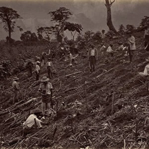 Setting out a Coffee Plantation at Antigua de Guatemala, 1875, published 1877
