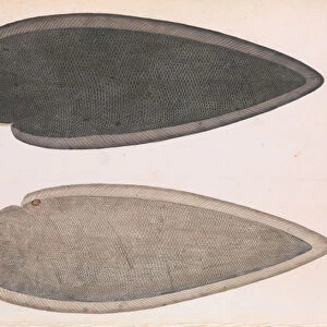 Two Sides of a Bengal River Fish, ca. 1804. Creator: Unknown