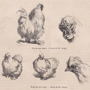 Silkie Cockerel and Silkie Hen, from "Le Magasin Pittoresque", September 1861