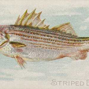 Striped Bass, from the Fish from American Waters series (N8) for Allen &