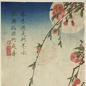 Swallows, peach blossoms, and full moon, 1830s. Creator: Ando Hiroshige