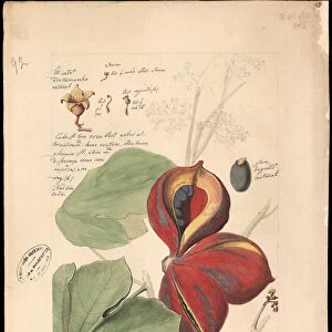 Theobroma bicolor, 1785. Creator: Freire, JoseJoaquim (1760-1847)