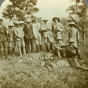 Tiger hunting, Cooch Behar, West Bengal, India, c1900s(?). Artist: Underwood & Underwood