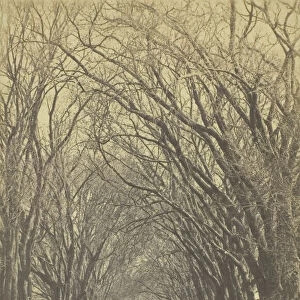 Untitled (avenue of trees), 1840-1900. Creator: Unknown