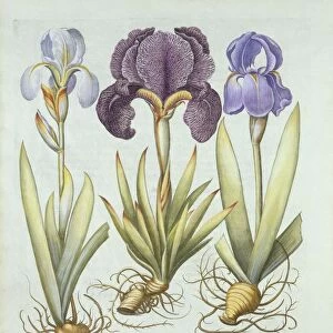 Three varieties of rhizomatous beardless irises, from Hortus Eystettensis, by Basil Besler