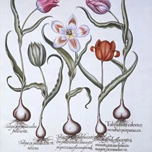 Varieties of Tulip, from Hortus Eystettensis, by Basil Besler (1561-1629), pub