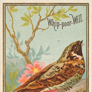 Whip-poor-Will, from the Birds of America series (N4) for Allen &