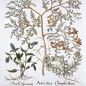 White Cedar, A Self-Heal and Yellow Bugle, from Hortus Eystettensis, by Basil Besler