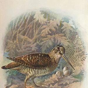 Woodcock - Scol opax rustic ula, c1910, (1910). Artist: George James Rankin