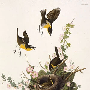 The yellow-breasted chat. From The Birds of America, 1827-1838. Creator: Audubon