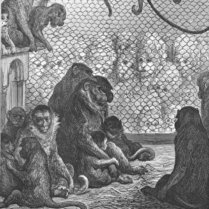 Zoological Gardens - The Monkey House, 1872. Creator: Gustave Doré