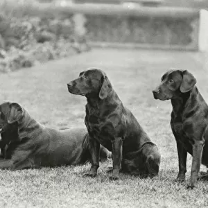 Black Labradors of George V - Wolferton Simon, Scrub & Bob