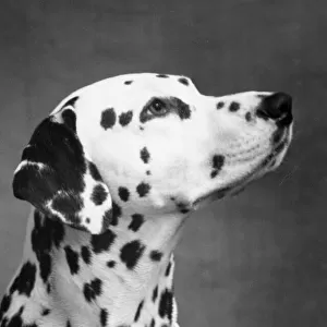 Dalmatian / Head / 1962