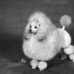 Fall / Crufts / 1966 / Poodle