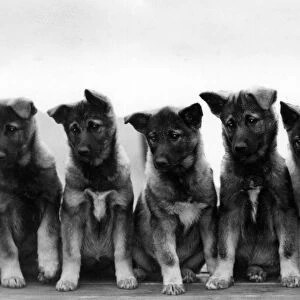 Fall / Elkhound / Puppies