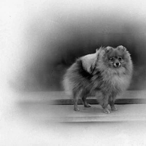 Fall / Pomeranian / 1934