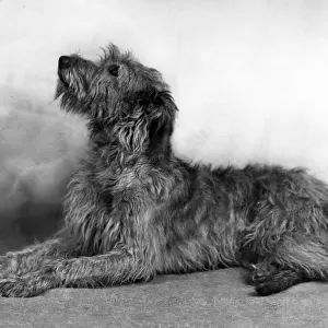 Fall / Wolfhound / 1948