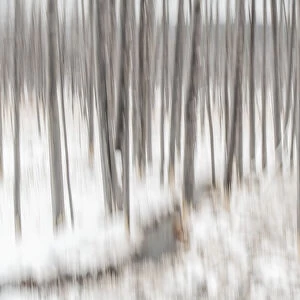 Abstract of dead Lodgepole pine forest in winter, USA