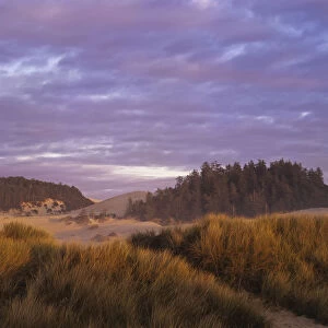 Afternoon Light Warms The Umpqua Dunes, Oregon Dunes National Recreation Area; Winchester Bay, Oregon, United States Of America