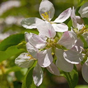 Apple Blossoms; Ottawa, Ontario, Canada