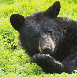 A Black Bear Rolls Around In The Lush Green Grass