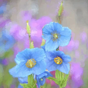 Blue Poppy (Meconopsis Grandis) Growing In An Alaska Garden; Kodiak, Alaska, United States Of America